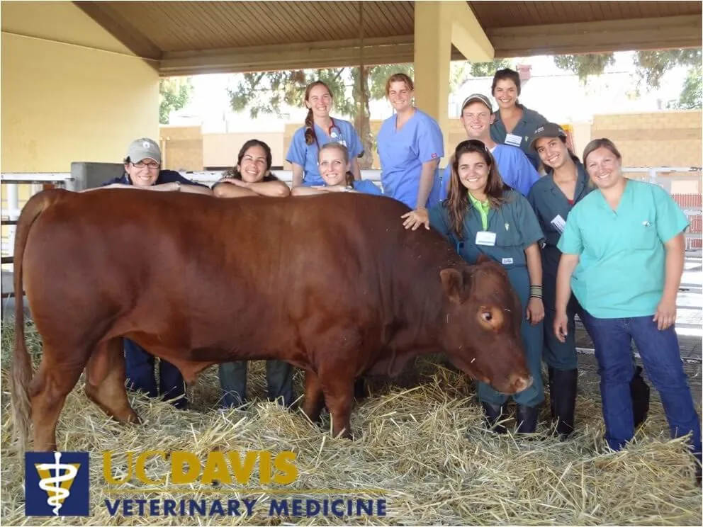 Big Red, a bull raised on the Anderson ranch, at his annual checkup at UC Davis